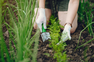 Une prime pour l'analyse du sol, d'un fruit ou légume de votre jardin !